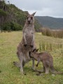 1117-1737 Kangaroo (1060093)